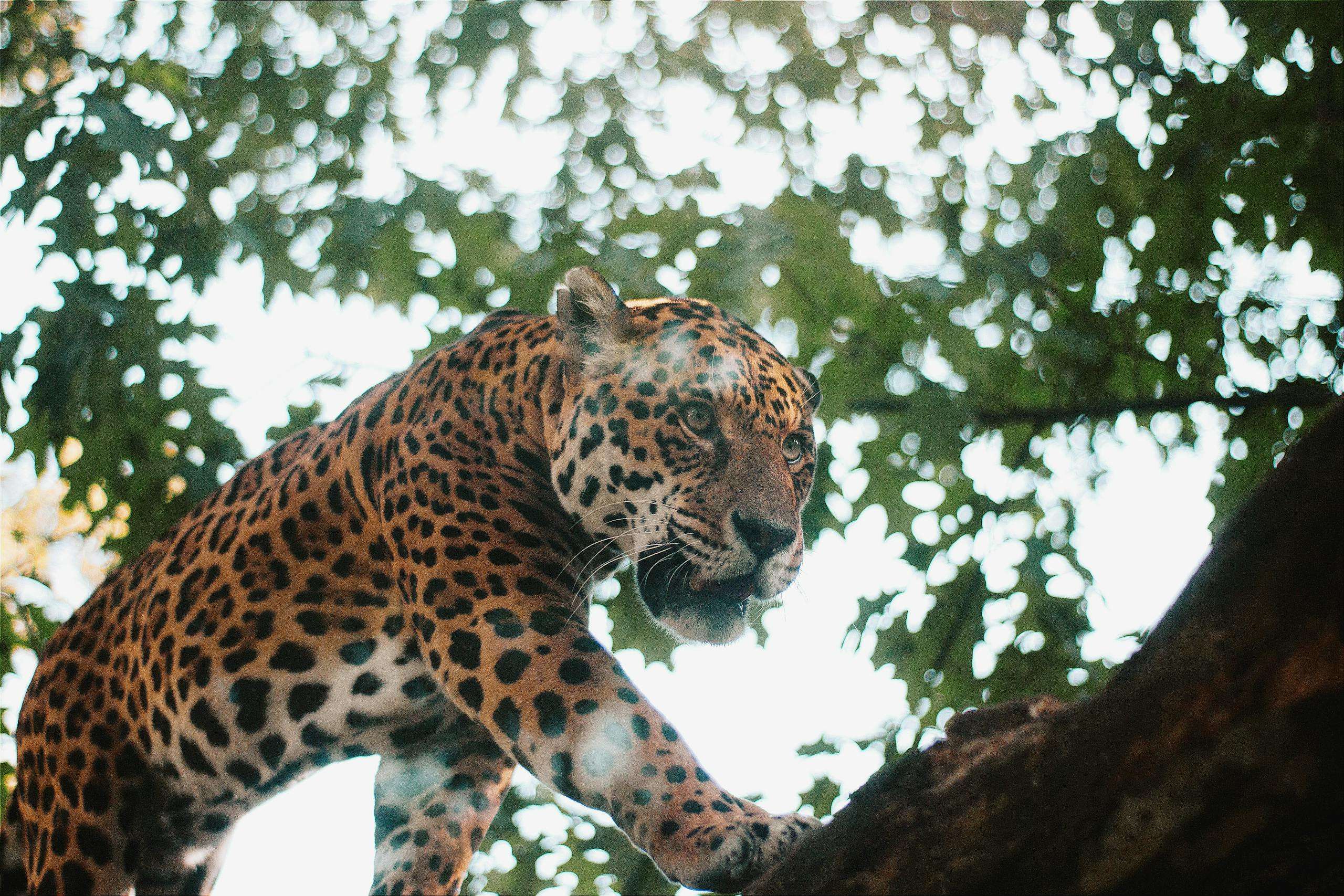 16 Jaguar Conservation Organizations You Should Know